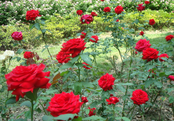 õ�������ݪֲ��