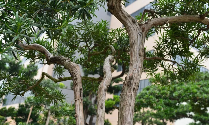 �����޺���