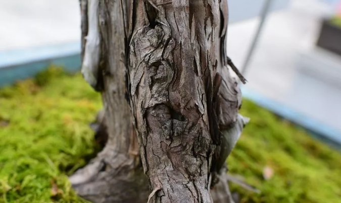 �����޺���