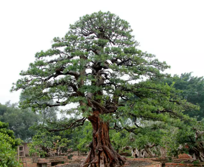 �ձ��޺���