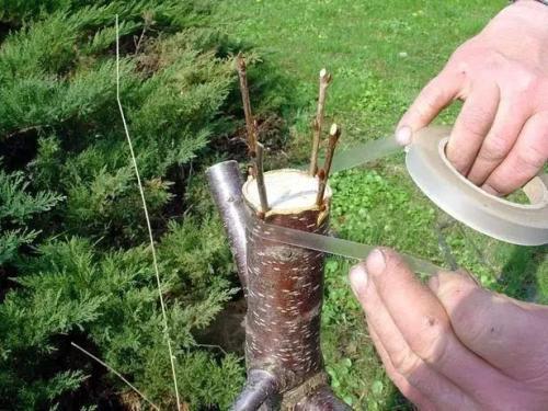 ��ľ����Ҫ������Щ��