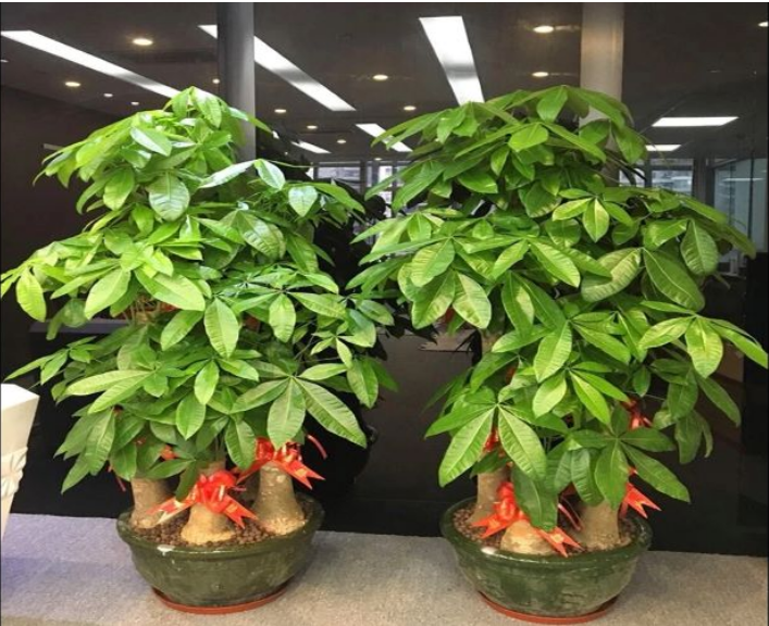 [�����ƶ�����԰��]�������������������