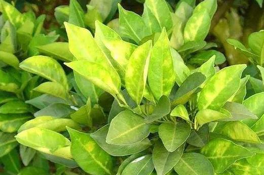 ԰�ճ������⼰���